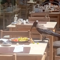 фото из отзыва ID 2705002