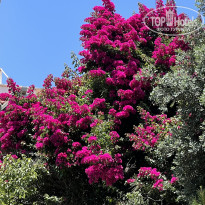 фото из отзыва ID 2705145