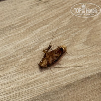 фото из отзыва ID 2705235