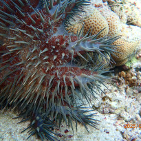 фото из отзыва ID 2705613