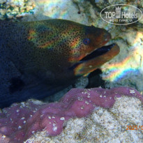 фото из отзыва ID 2705613