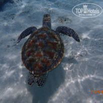 фото из отзыва ID 2705613