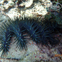 фото из отзыва ID 2705613