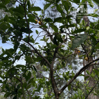 фото из отзыва ID 2705725