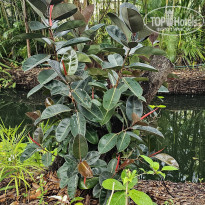 фото из отзыва ID 2706029