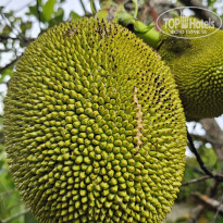 фото из отзыва ID 2706029