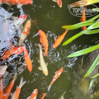 фото из отзыва ID 2706029