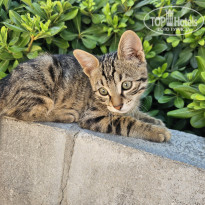 фото из отзыва ID 2705855