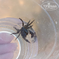 фото из отзыва ID 2706287