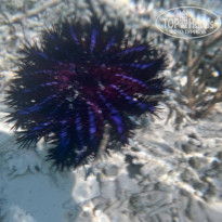 фото из отзыва ID 2706449