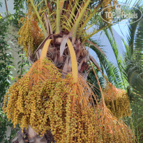 фото из отзыва ID 2705843