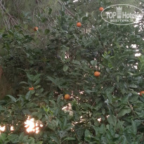 фото из отзыва ID 2706631