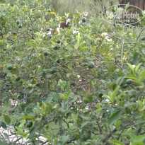 фото из отзыва ID 2706631