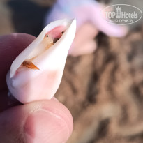 фото из отзыва ID 2706654