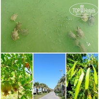 фото из отзыва ID 2706744