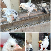 фото из отзыва ID 2706744