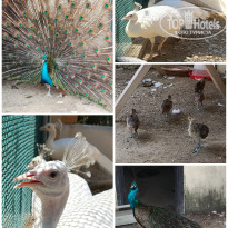 фото из отзыва ID 2706744