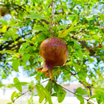 фото из отзыва ID 2706744