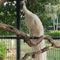 фото из отзыва ID 2706851