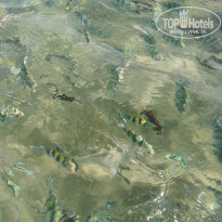 фото из отзыва ID 2706913