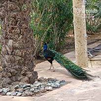 фото из отзыва ID 2706917