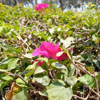 фото из отзыва ID 2706917