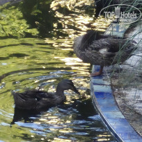 фото из отзыва ID 2706926