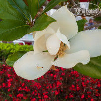 фото из отзыва ID 2703214