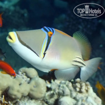 фото из отзыва ID 2706989