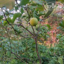 фото из отзыва ID 2707017