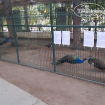 фото из отзыва ID 2707119