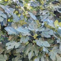 фото из отзыва ID 2707133