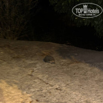 фото из отзыва ID 2707223