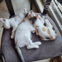 фото из отзыва ID 2707228