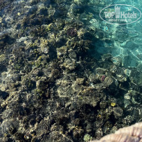 фото из отзыва ID 2708277