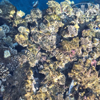 фото из отзыва ID 2708380