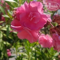 фото из отзыва ID 2708446