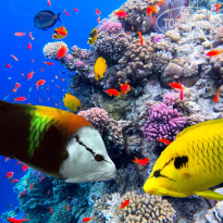 фото из отзыва ID 2702440