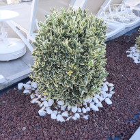 фото из отзыва ID 2708655