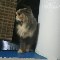 фото из отзыва ID 2707072