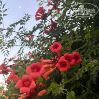 фото из отзыва ID 2708993