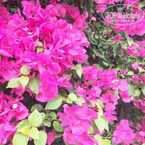 фото из отзыва ID 2709024