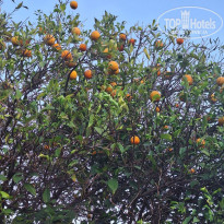 фото из отзыва ID 2709024