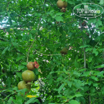 фото из отзыва ID 2709102