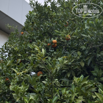 фото из отзыва ID 2709124