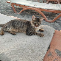 фото из отзыва ID 2709245