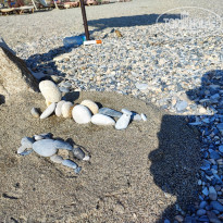 фото из отзыва ID 2709245