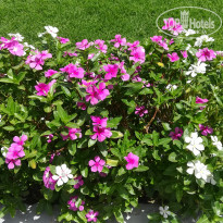 фото из отзыва ID 2709011