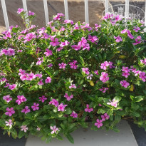 фото из отзыва ID 2709011