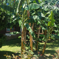 фото из отзыва ID 2705516